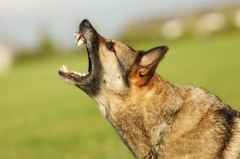 9-latek zaatakowany przez dwa psy. Interweniował śmigłowiec LPR