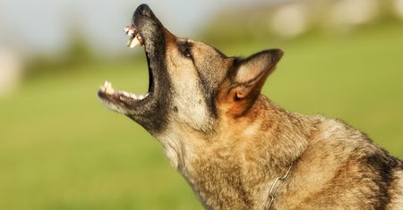 9-latek zaatakowany przez dwa psy. Lądował śmigłowiec LPR