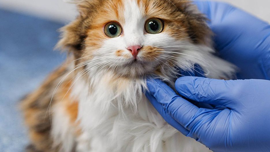 Po czym rozpoznać, że nasz kot jest chory?