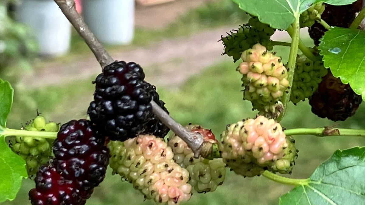 Drzewka morwowe można znaleźć w opuszczonych ogrodach i parkach