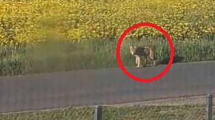 Dębno Królewskie: Gmina ostrzega przed wilkami