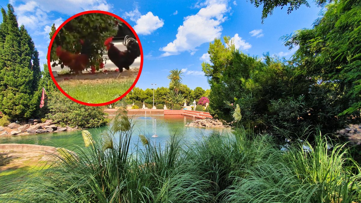 Kury i koguty zawładnęły hiszpańskim parkiem