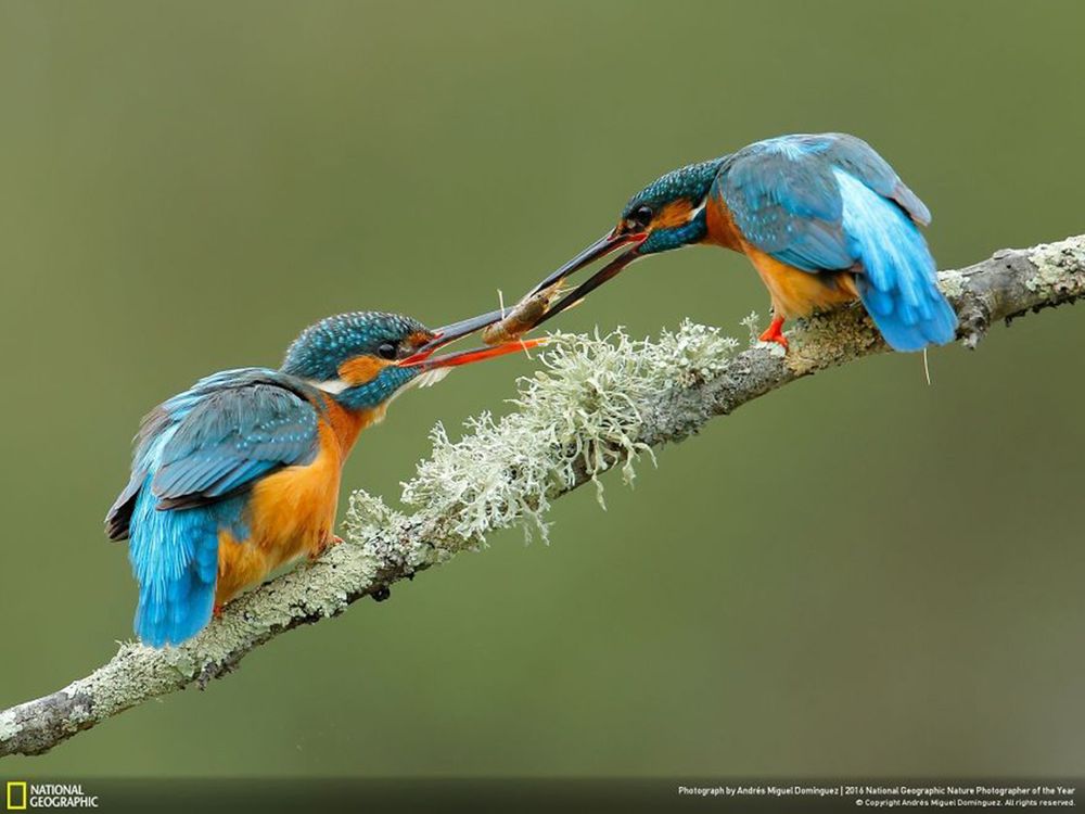 Fotografie natury, która nie przestaje zachwycać. Oto finałowe prace konkursu National Geographic Nature Photographer of the Year 2016