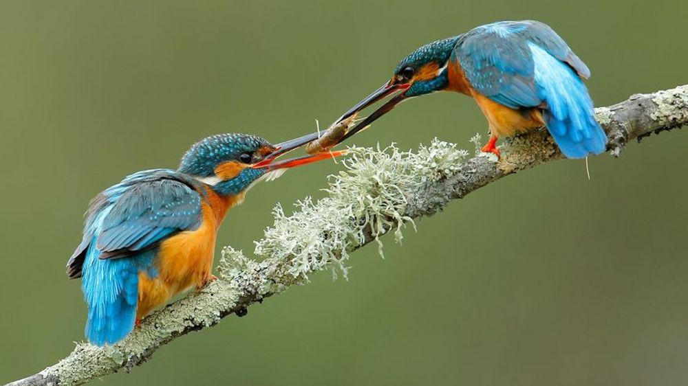 Fotografie natury, która nie przestaje zachwycać. Oto finałowe prace konkursu National Geographic Nature Photographer of the Year 2016 1