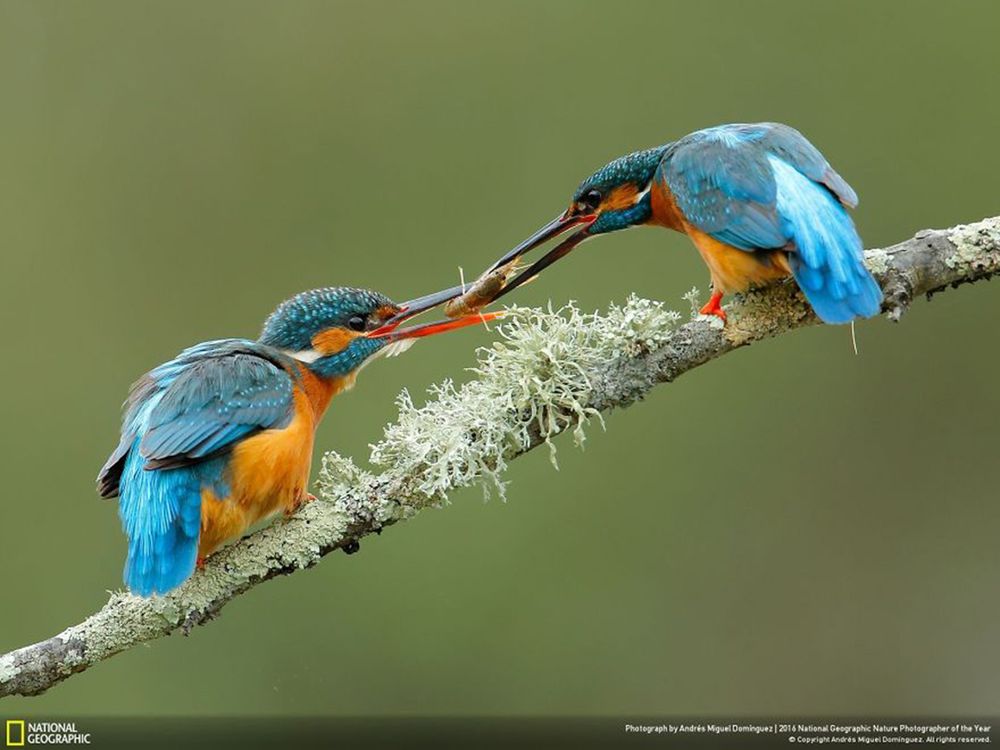 Fotografie natury, która nie przestaje zachwycać. Oto finałowe prace konkursu National Geographic Nature Photographer of the Year 2016 1