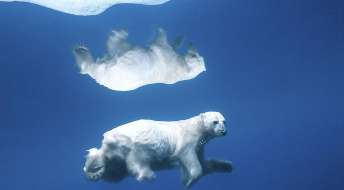 Drapieżnik kontra ofiara