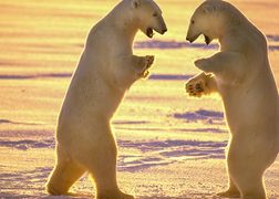 National Geographic Wild HD Drapieżnik kontra ofiara