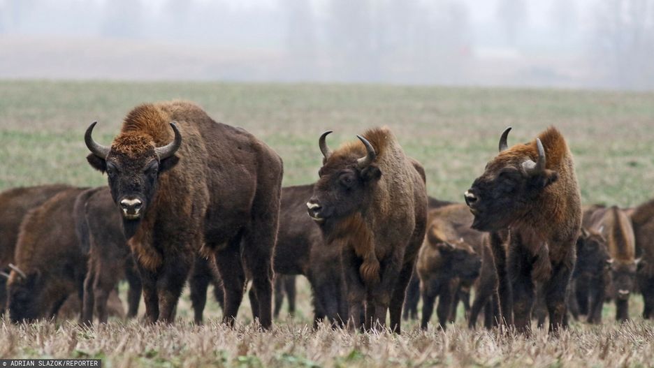 Hiszpania sprowadziła żubry z Polski