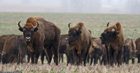 Hiszpania sprowadziła żubry znad Wisły. Naukowcy są przeciwni