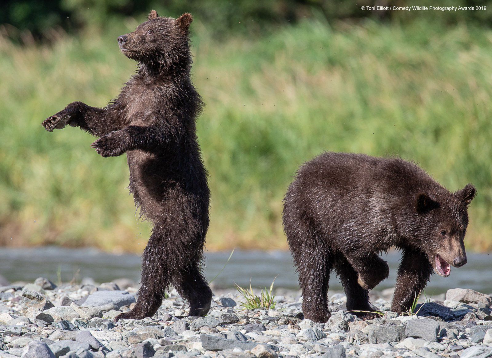 Comedy Wildlife Photography Awards 2019. Finaliści konkursu na najzabawniejsze zdjęcie zwierząt 4