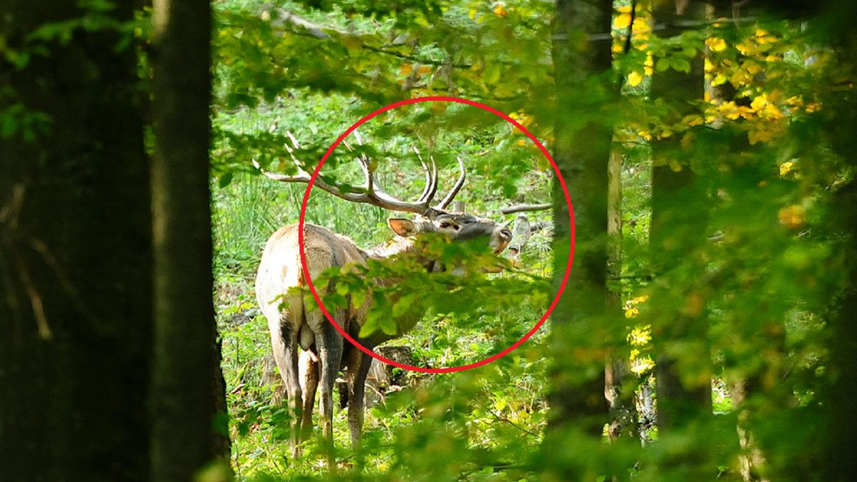 Już się zaczęło. Bieszczadzcy leśnicy pokazali dowód