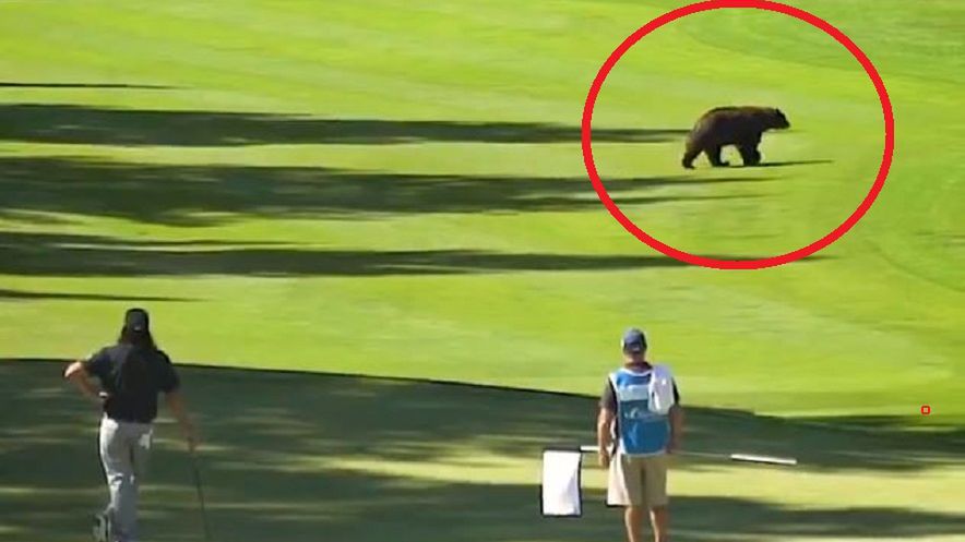 Niedźwiedź na polu golfowym w Kalifornii