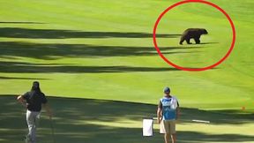 USA. Zaskoczenie podczas turnieju golfowego. Zupełnie niespodziewany gość (wideo)