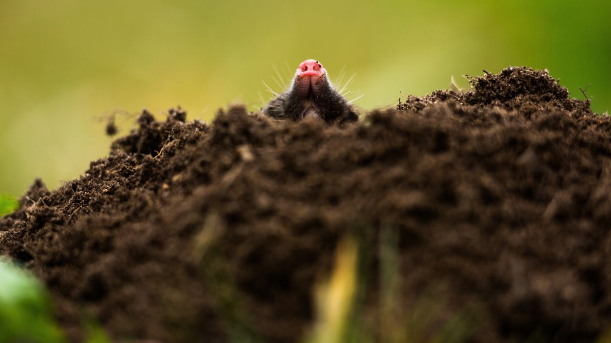 Kret wystawiający nos z kretówki