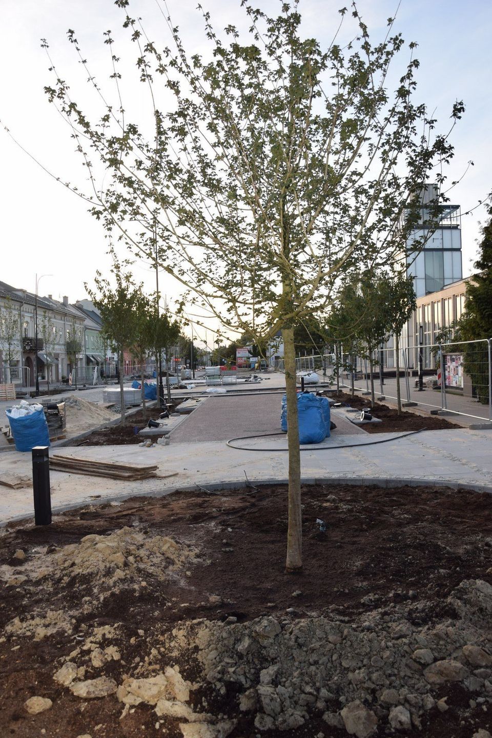 Drzewa zastąpiły beton w centrum Zduńskiej Woli. To już każdy widzi