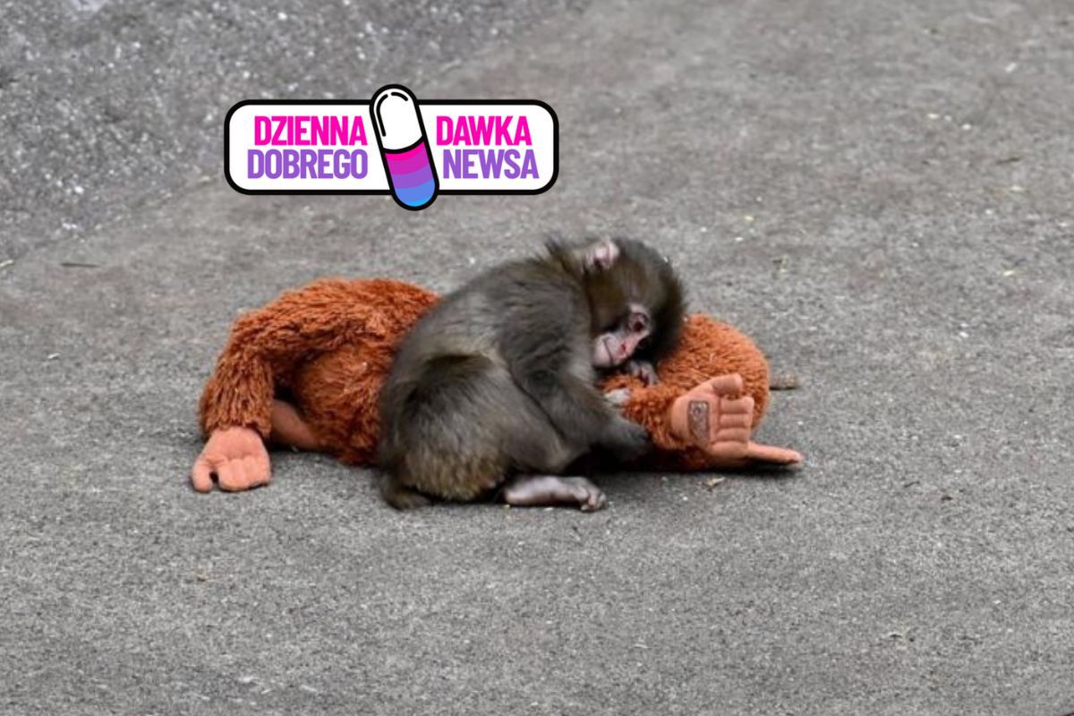 Mały makak podbił serca. Cały świat kibicuje Punchowi