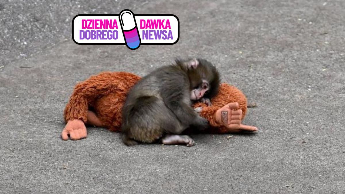 Sierota makaka z pluszowym orangutanem podbiła internet
