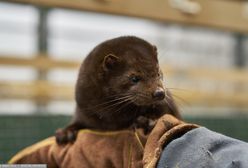 Norki z fermy w Biadkach z koronawirusem. Zaraził je człowiek
