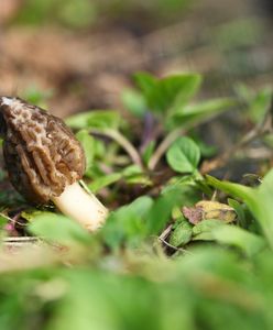 Rosną w wielu ogródkach. "Polskie trufle" kosztują krocie