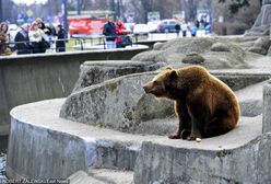 Niedźwiedzie znikną z warszawskiej Pragi