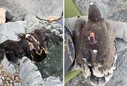 Mężczyzna znalazł orła z nadajnikiem GPS. A na nim jego 20-letnia wędrówka