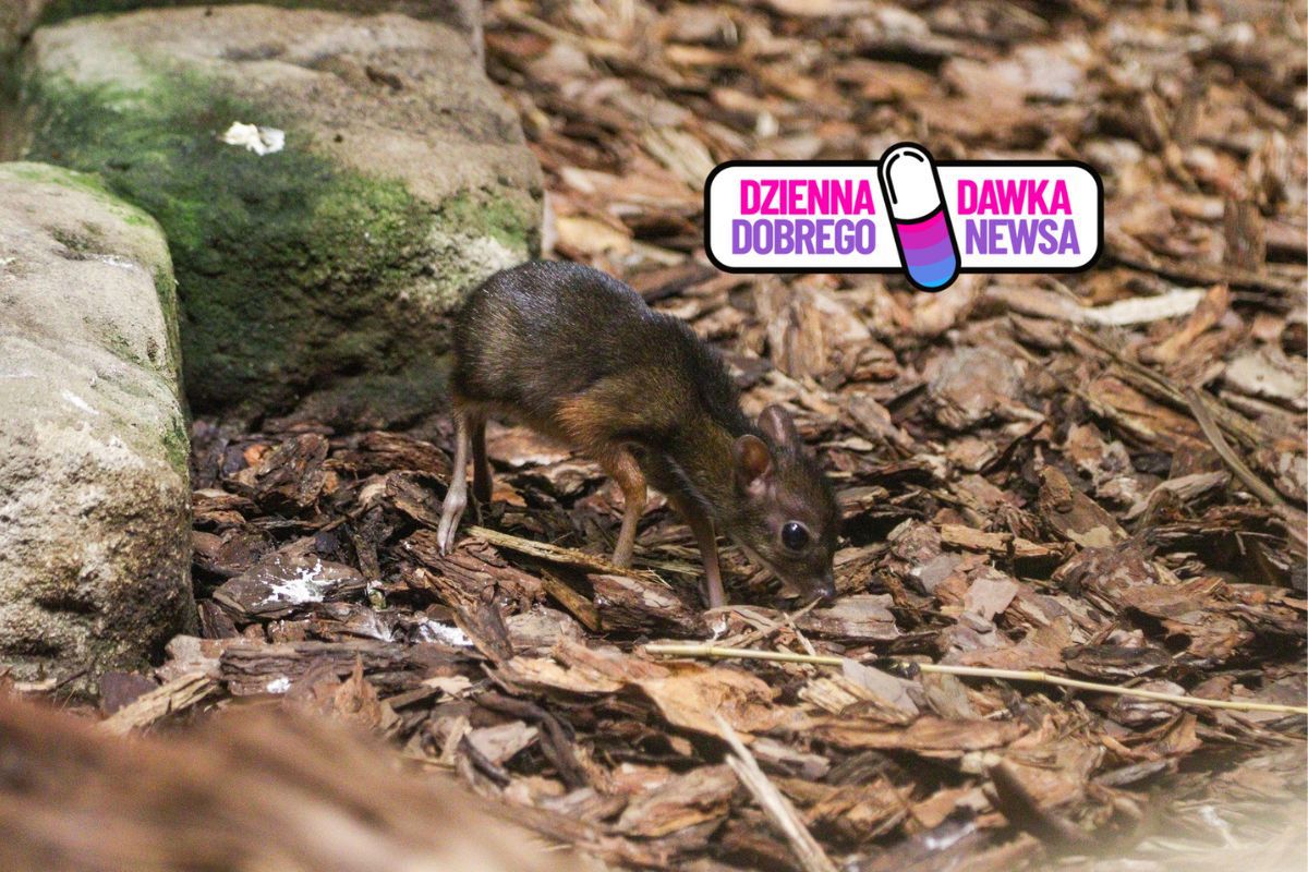 Pokazali "myszojelenia". Właśnie się urodził. Radość w ZOO w Warszawie