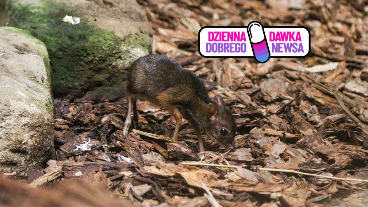 Cud narodzin w Warszawskim ZOO