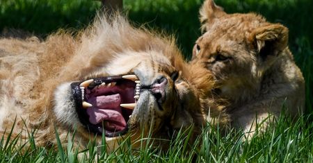 Wrocław. Ryk lwa przywita na przystanku obok ZOO. Nietypowy pomysł miasta