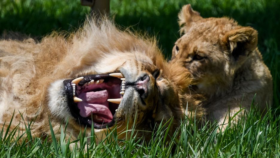 Wrocław. Ryk lwa przywita na przystanku obok ZOO. Nietypowy pomysł miasta
