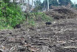 Stara Miłosna. Na ulicach stado dzików z młodymi