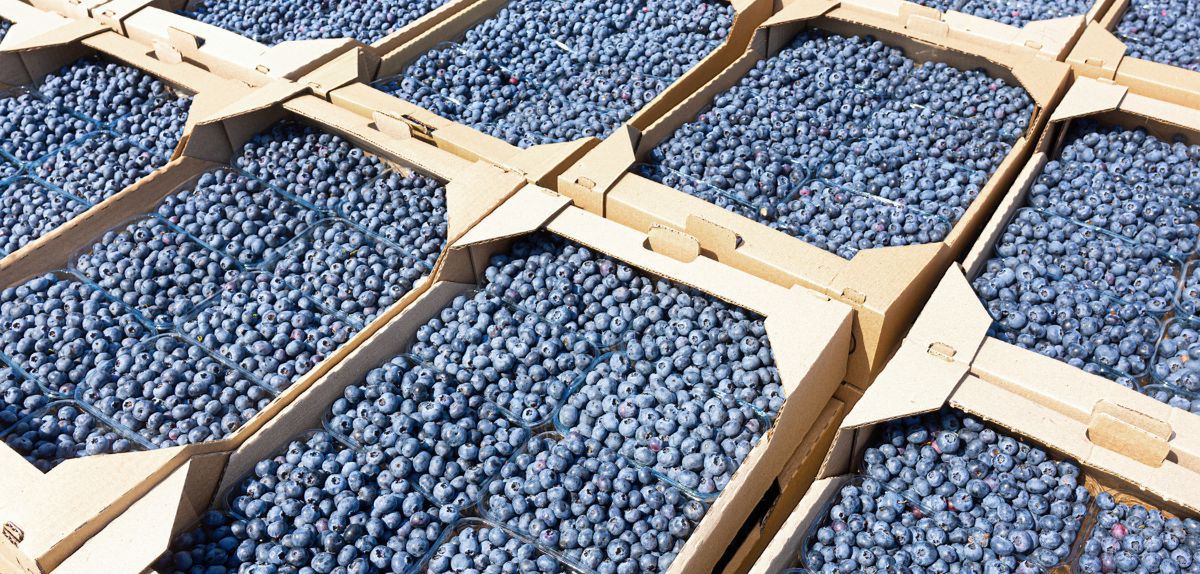 Ceny borówki 2025 w hurcie. Co czeka producentów?