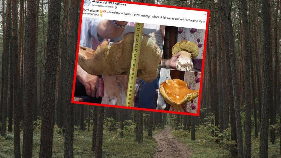 Gigantyczny grzyb znaleziony w Tychach