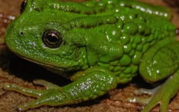 Niezwykła żaba odkryta w Peru. Nie zgadniesz, gdzie nosi jaja