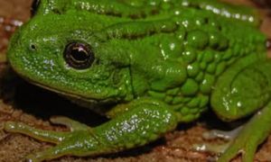 Niezwykła żaba odkryta w Peru. Nie zgadniesz, gdzie nosi jaja