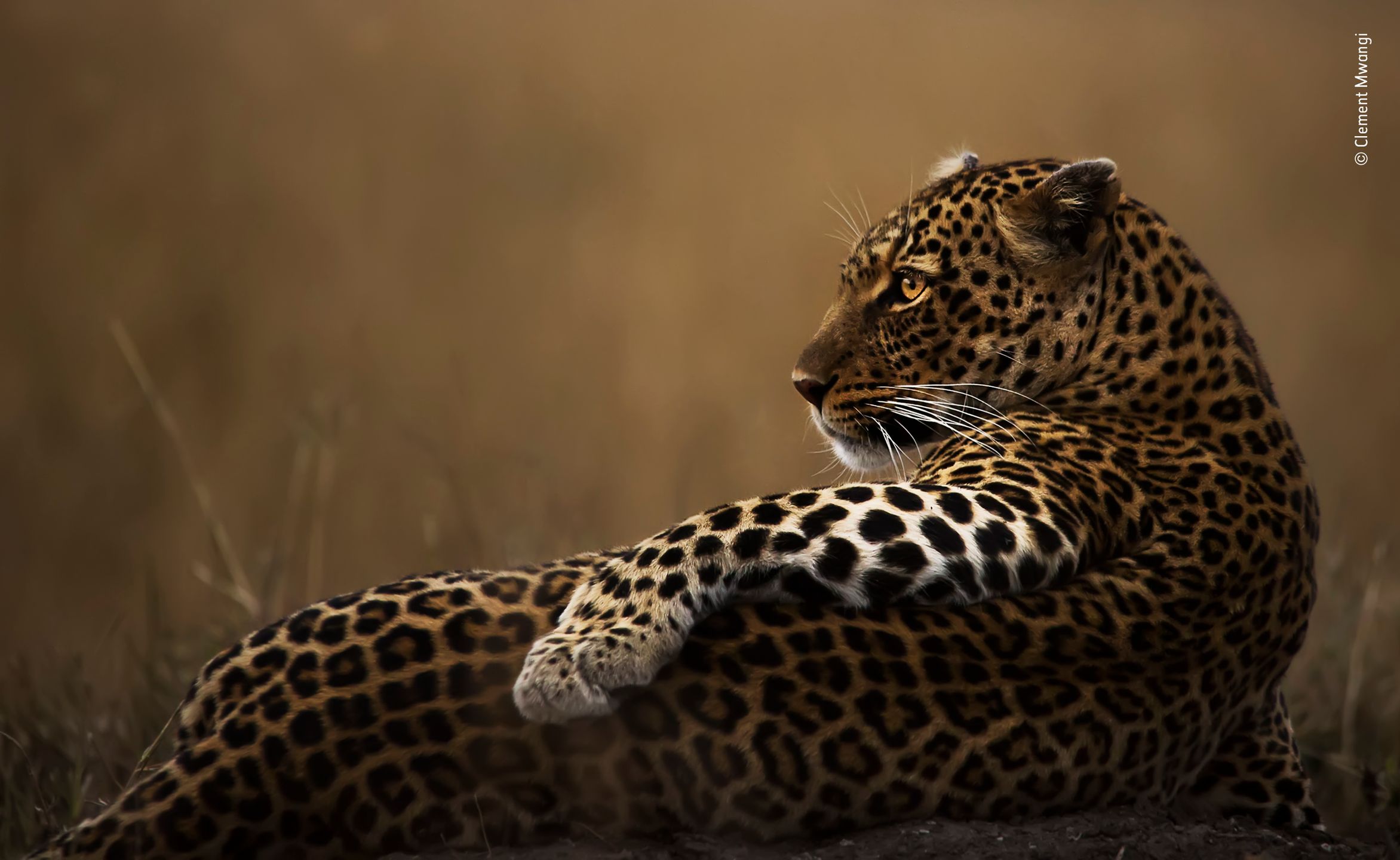 Finaliści nagrody publiczności w konkursie Wildlife Photographer of the Year 2019 3