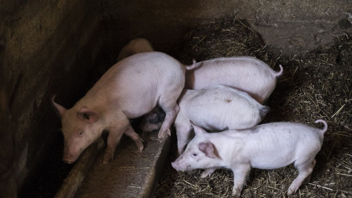 ASF jest powodem embarga, które Ukraina wprowadziła na polską wieprzowinę