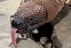 Radość we wrocławskim zoo. Na świat przyszły helodermy meksykańskie