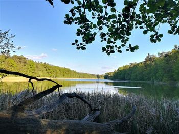 Zakochaj się w jednym z najpiękniejszych jezior Wielkopolski. Ta trasa zachwyca nawet zimą