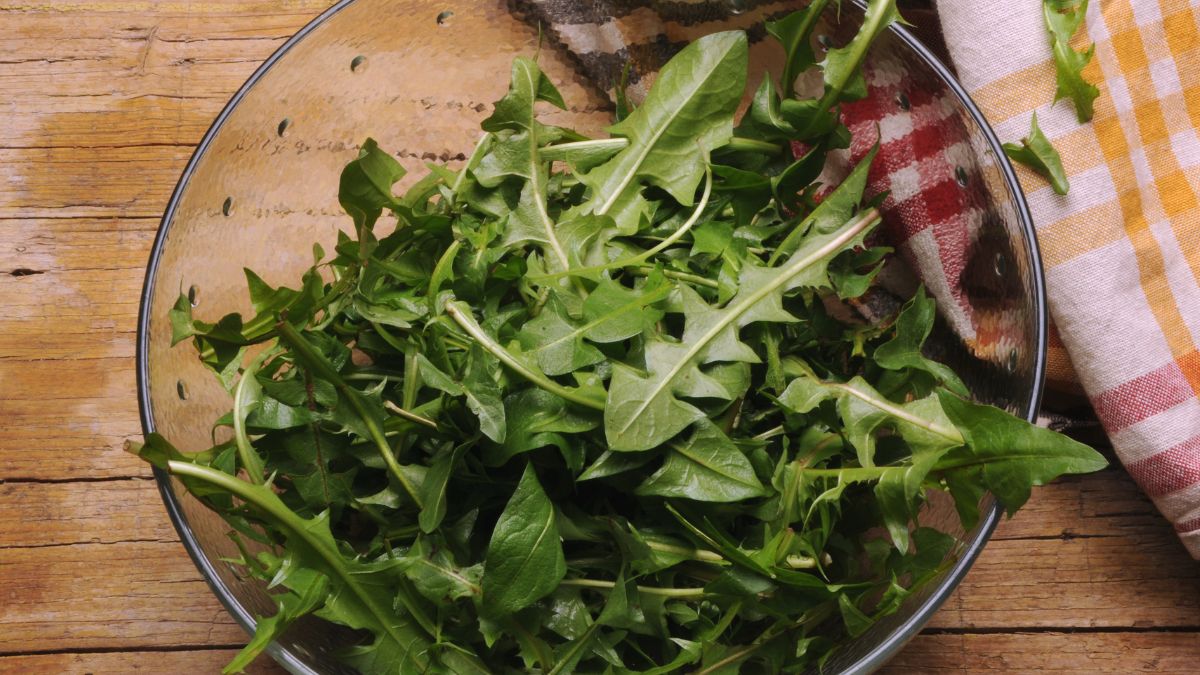 Sałatka z mniszka lekarskiego - Pyszności