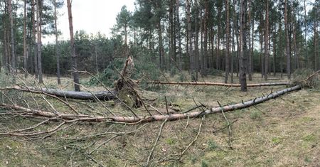 Niebezpiecznie w lasach. Wicher łamie drzewa