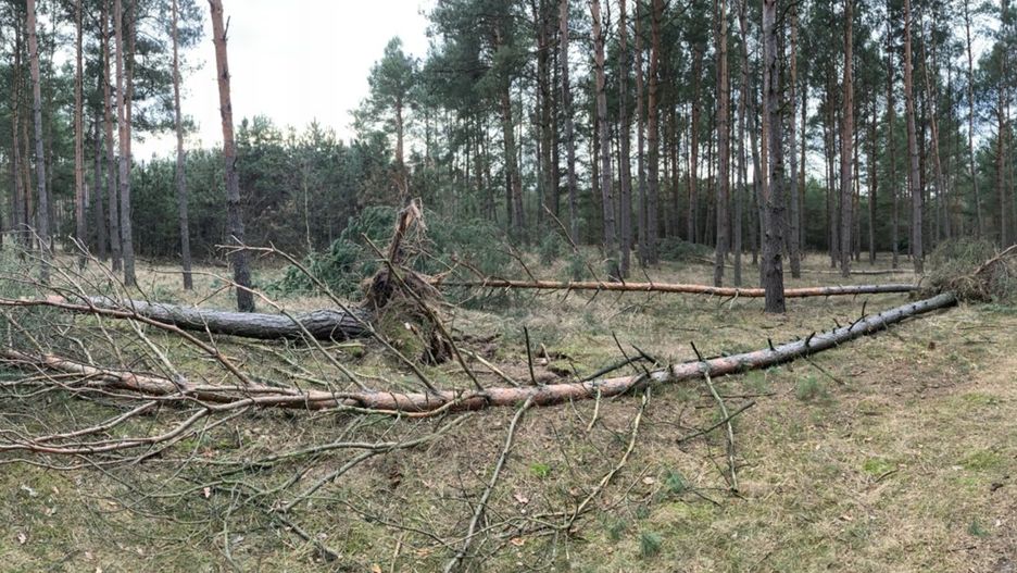 Sytuacja w lasach jest niebezpieczna. Lasy Państwowe apelują, by wstrzymać się z sobotnimi spacerami. Wiatr spowodował liczne szkody (Twitter)