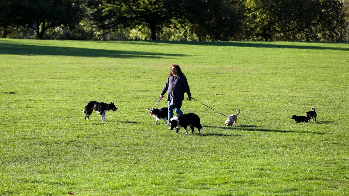 Pierwsza firma w Polsce wprowadziła płatny urlop na psa (zdjęcie ilustracyjne)