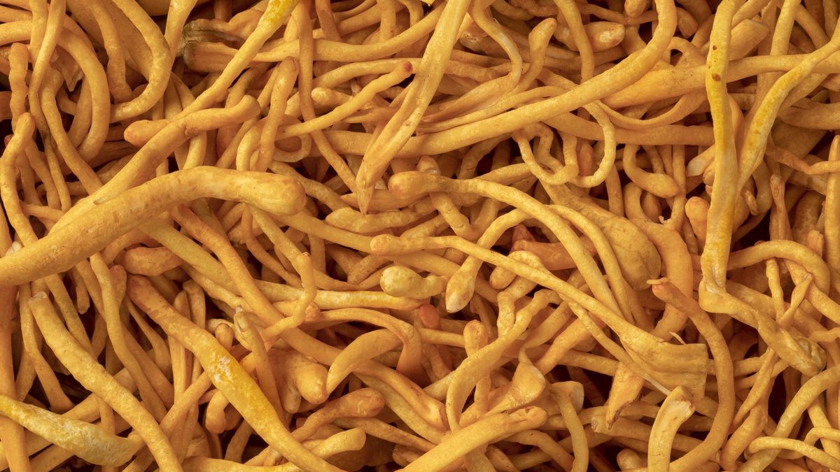 Ten grzyb wspiera zdrowie i długowieczność