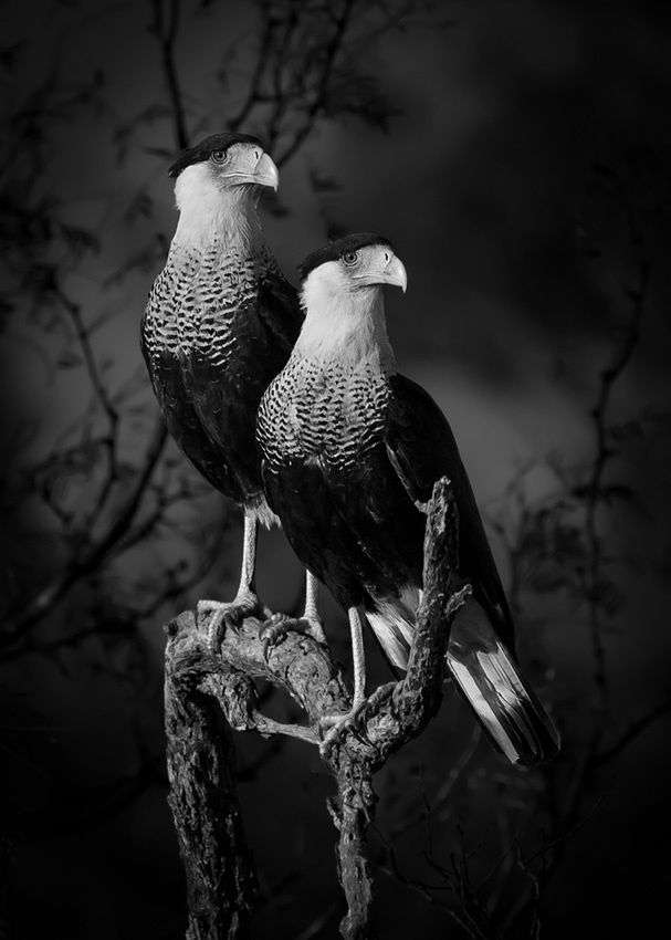 "Mightry Pair"