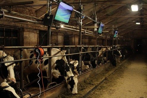 Krowy oglądające TV dają więcej mleka?