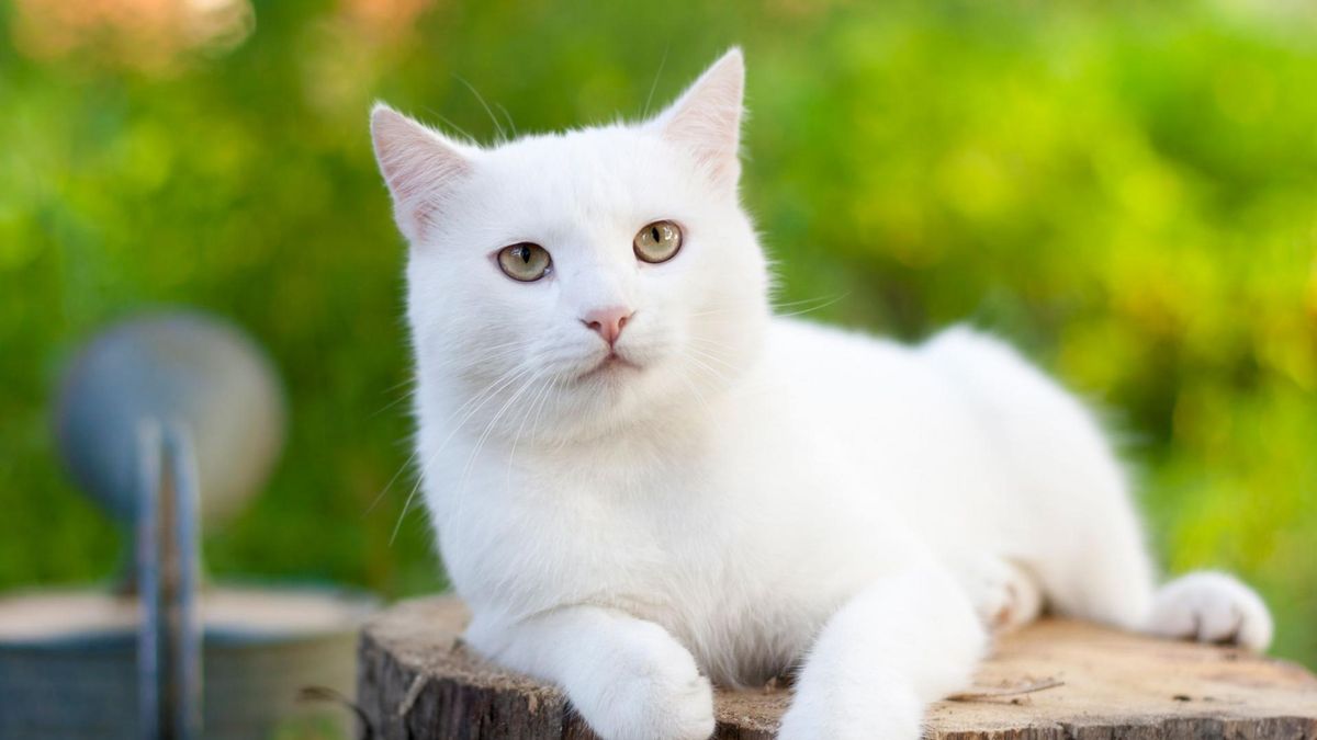 Wybór odpowiedniego kota nie należy do łatwych