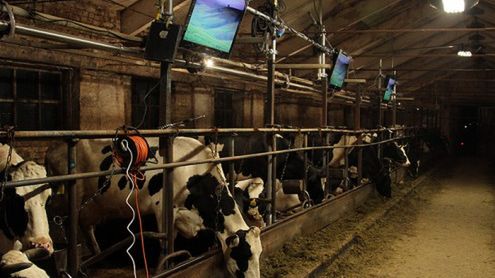 Krowy oglądające TV dają więcej mleka? 1