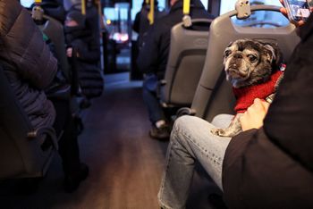 Toruń: Czworonożny przyjaciel w autobusie albo tramwaju? Żaden problem. Ale warto pamiętać o kilku zasadach