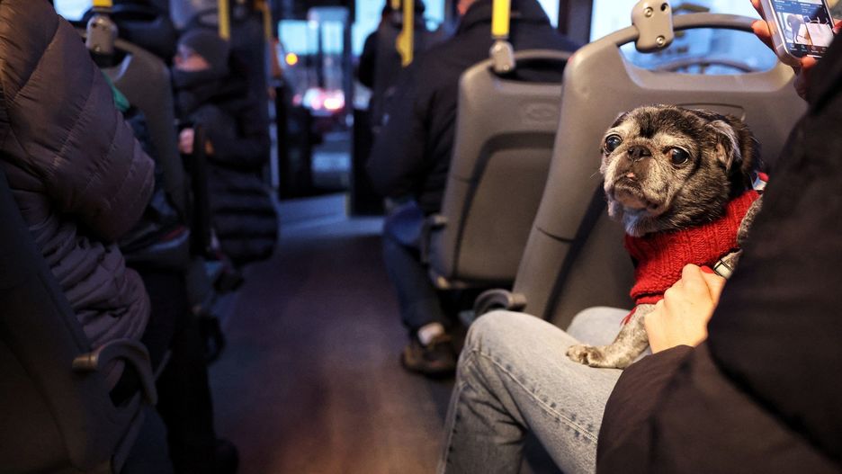 PIESEK W SWETERKU JEDZIE SOBIE AUTOBUSEM