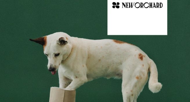 Proomni wypromuje wegańskie buty New Orchard